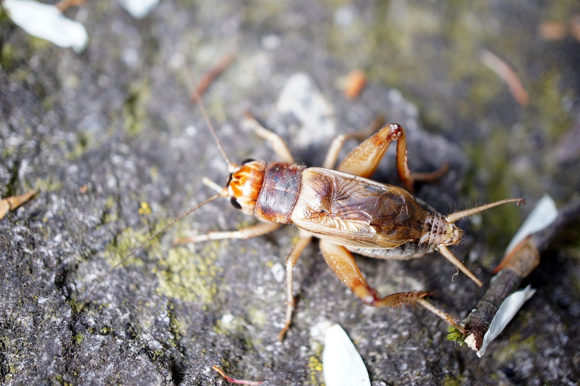 Cientistas da Unicamp desenvolvem farinha de grilo rica em proteínas