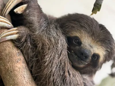Preguiça atropelada passa por cirurgia e volta à natureza após 60 dias