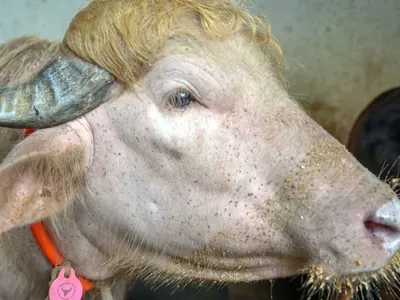 Búfalo 'Donald Trump' viraliza e atrai multidões a fazenda em Bangladesh