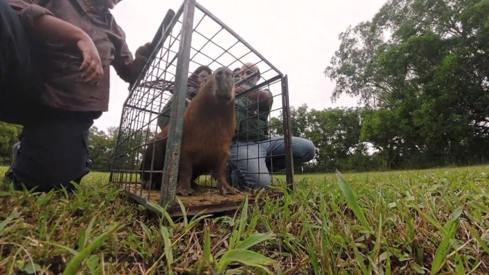 Capivara agredida na Ilha do Governador volta à natureza