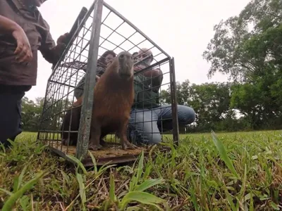 Capivara agredida na Ilha do Governador volta à natureza