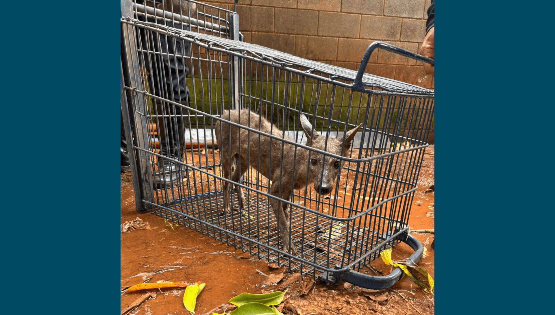 Cachorro-do-mato é resgatado ferido em horta comunitária de Americana
