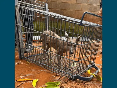Cachorro-do-mato é resgatado ferido em horta comunitária de Americana
