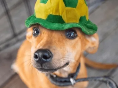 Caraguatatuba promove feira de adoção de cães e gatos neste sábado (23)