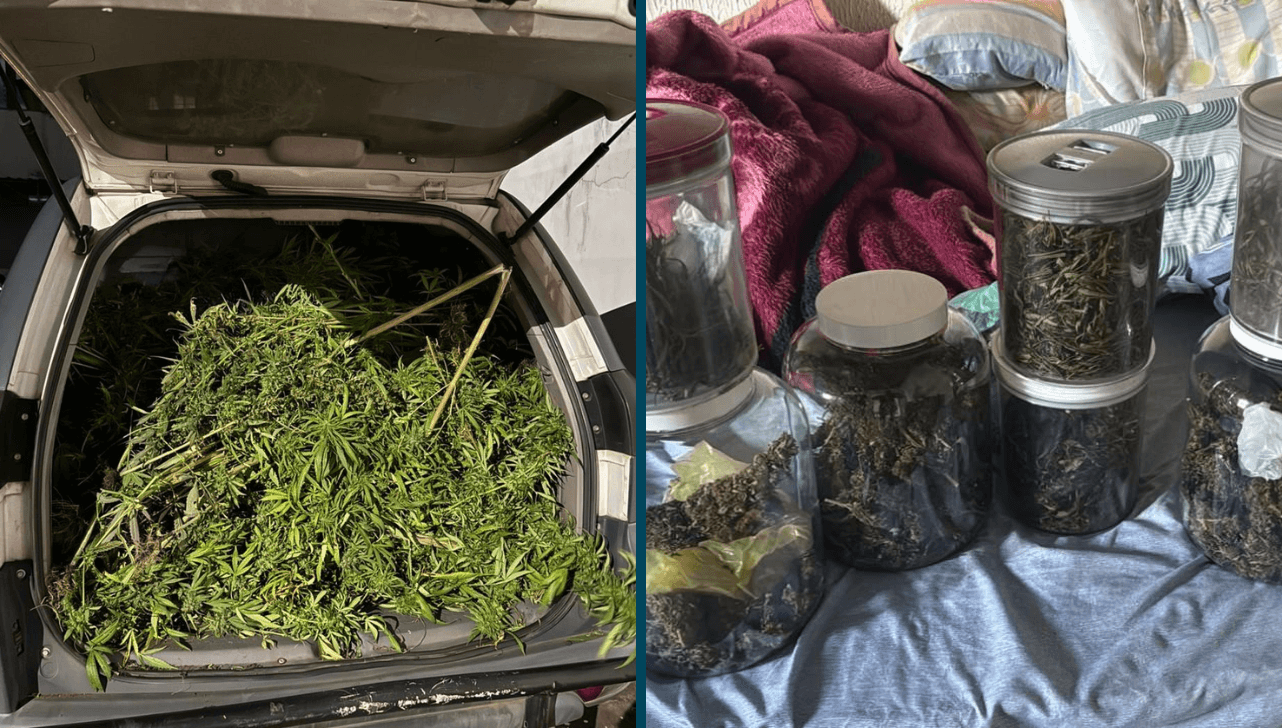 Suspeito de cultivar e vender maconha é preso na Vila da Fonte, em Sorocaba