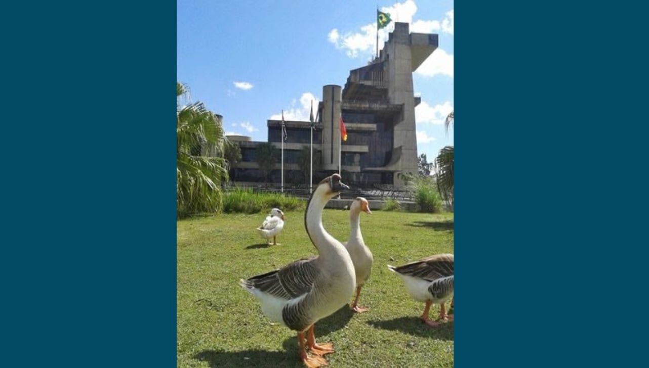 Sorocaba: Prefeitura transfere aves do lago do Paço Municipal