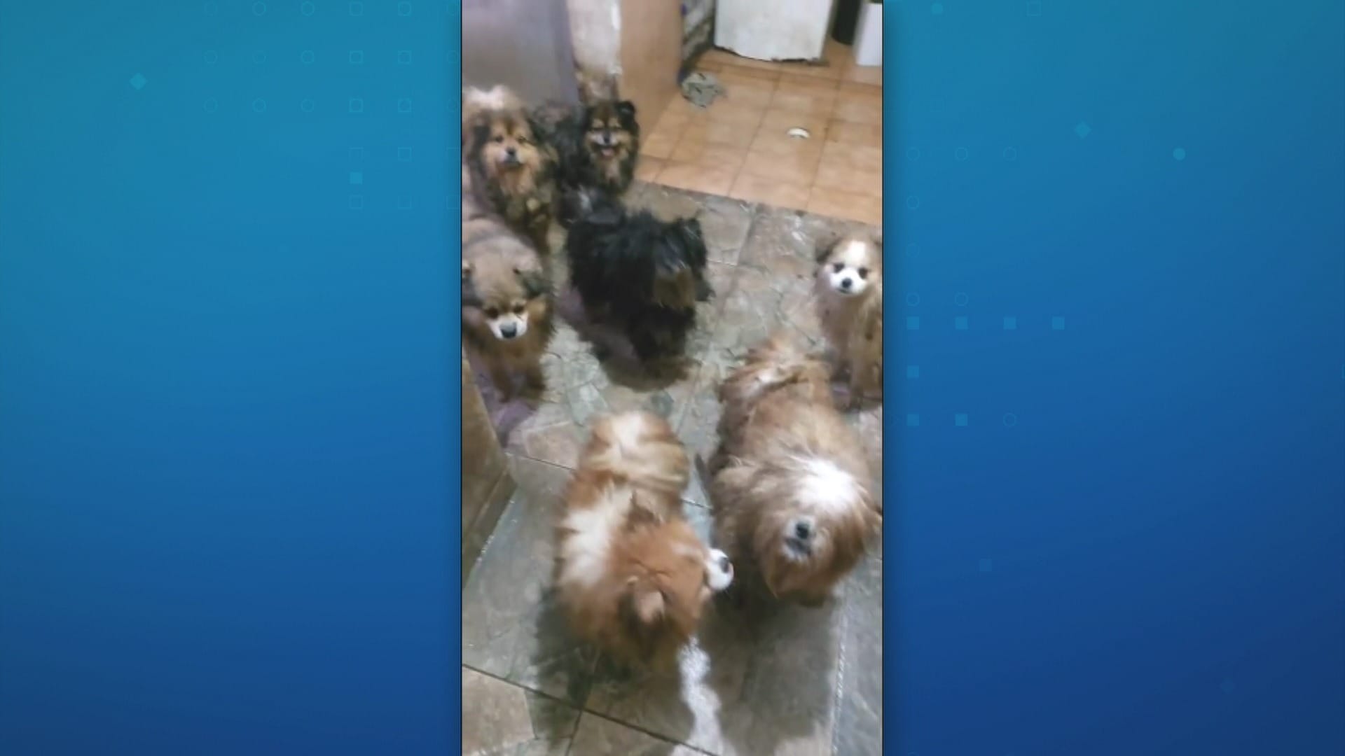 Polícia resgata mais de 20 cães de canil clandestino em Osasco (SP)