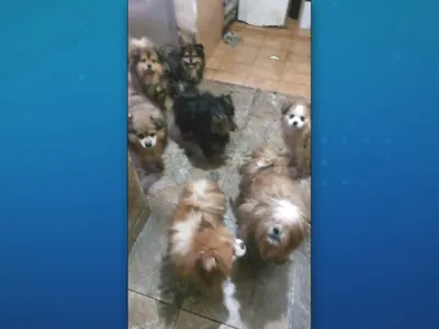Polícia resgata mais de 20 cães de canil clandestino em Osasco (SP)