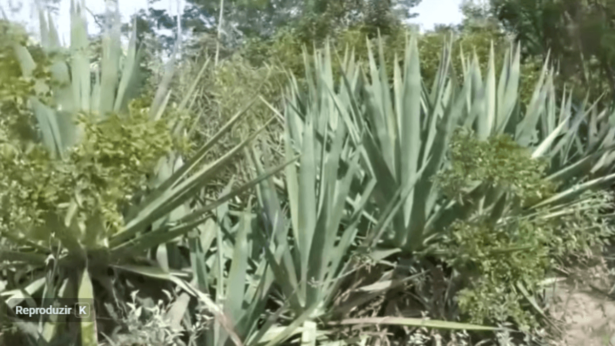 Sisal na Bahia: Produção do "ouro verde" movimenta R$ 165 milhões
