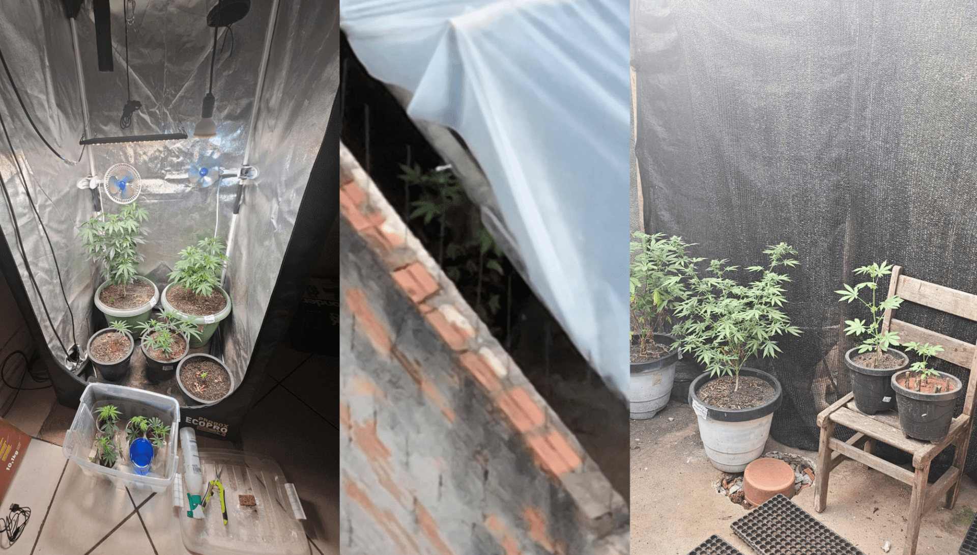 Estufa de maconha é encontrada nos fundos de uma casa em Mogi Guaçu
