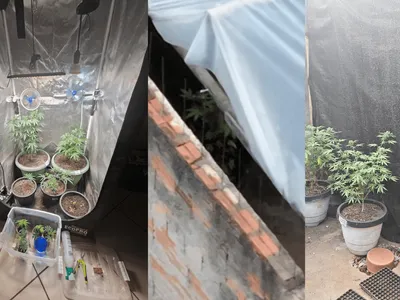 Estufa de maconha é localizada nos fundos de uma casa em Mogi Guaçu
