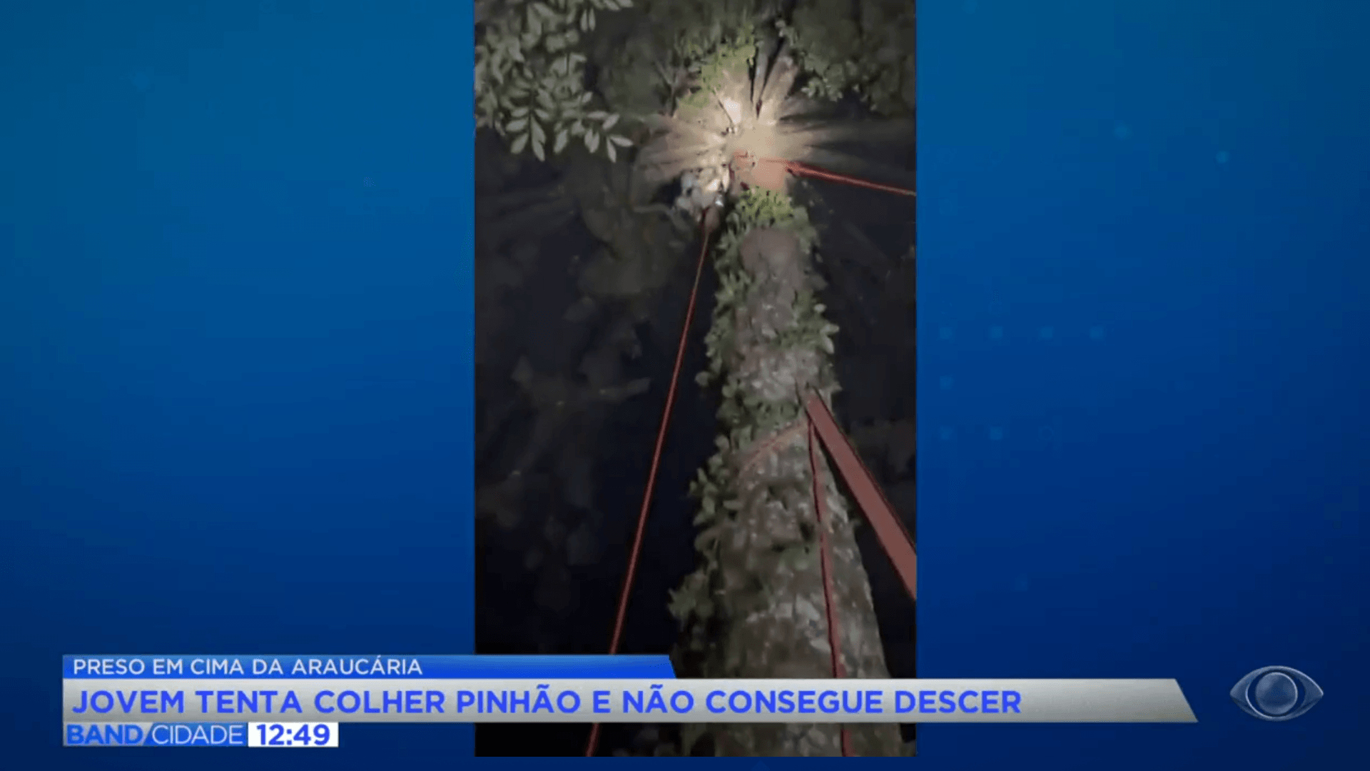 Jovem fica preso no alto de araucária ao tentar colher pinhão no Paraná
