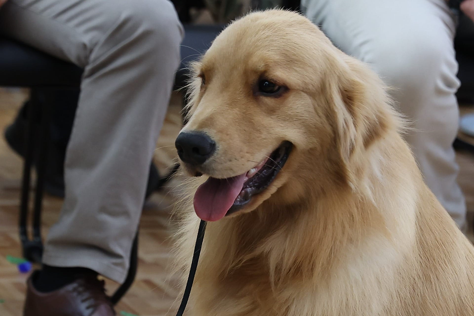 Paraná terá atendimento veterinário gratuito com vans adaptadas
