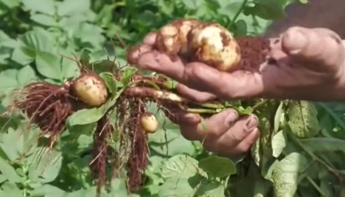 Conflitos geopolíticos dobram custo de fertilizantes
