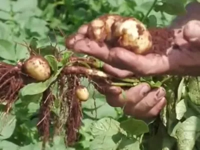 Conflitos geopolíticos dobram custo de fertilizantes