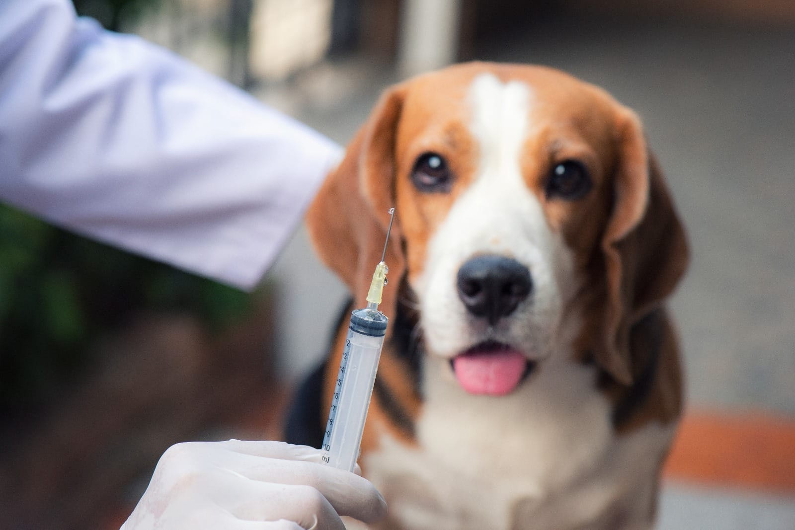 Dog Fashion Day: vacinação e microchipagem gratuita em São José dos Campos