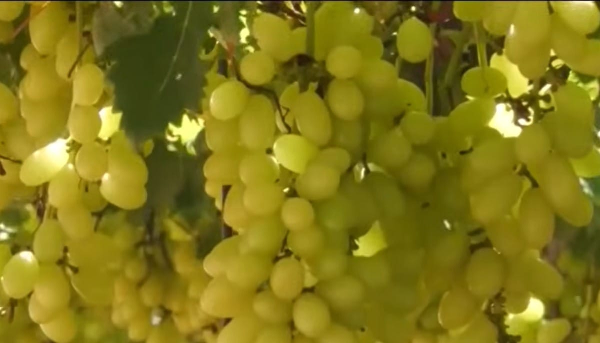 Irrigação e cooperativismo impulsionam produção de uvas em Petrolina