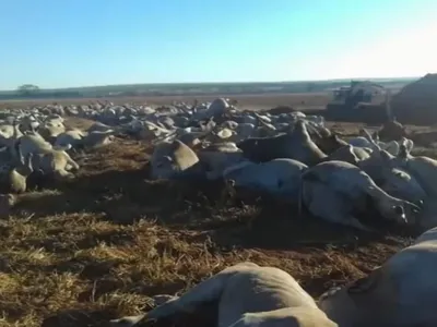 Onda de frio mata gado no MS e esgotamento de cotas para a China gera crise