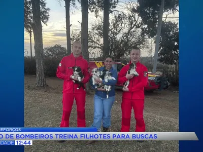 Cão de busca pode fazer trabalho de 18 bombeiros; entenda treino