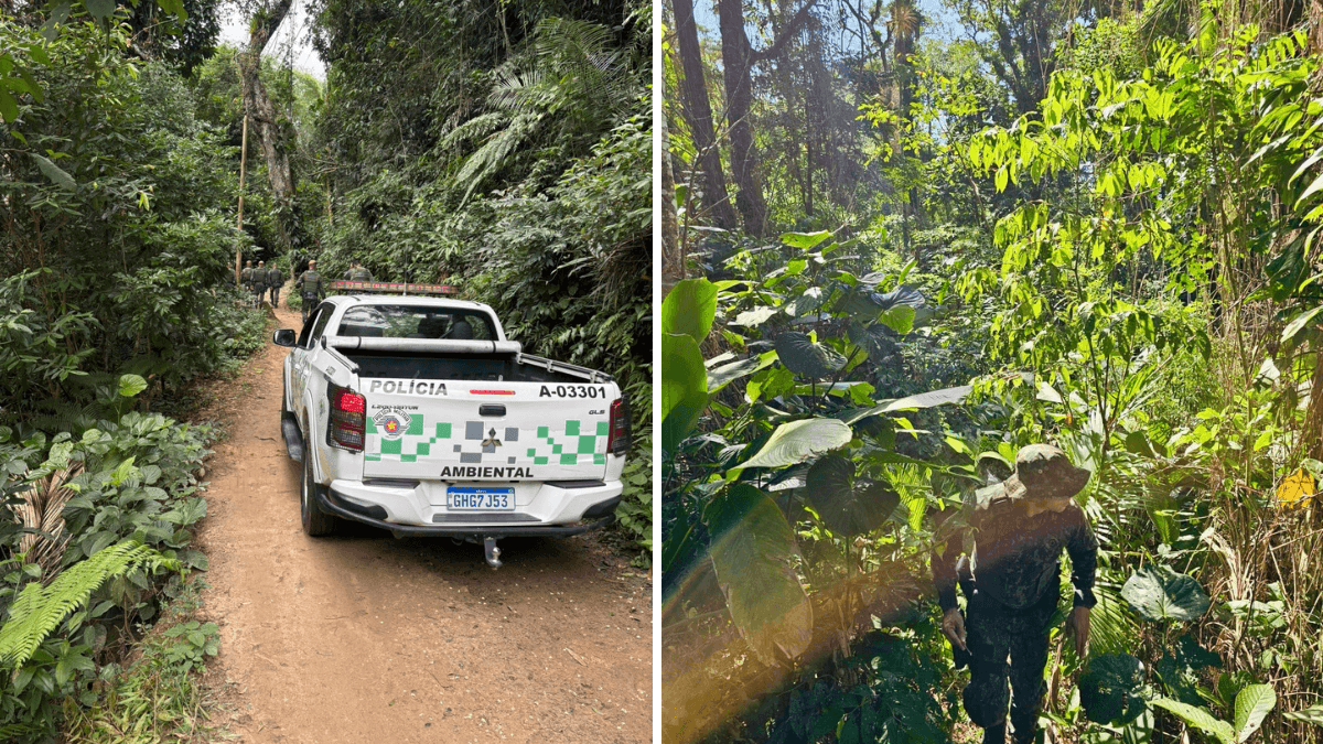 Operação combate caça ilegal em áreas de Mata Atlântica no Litoral Norte