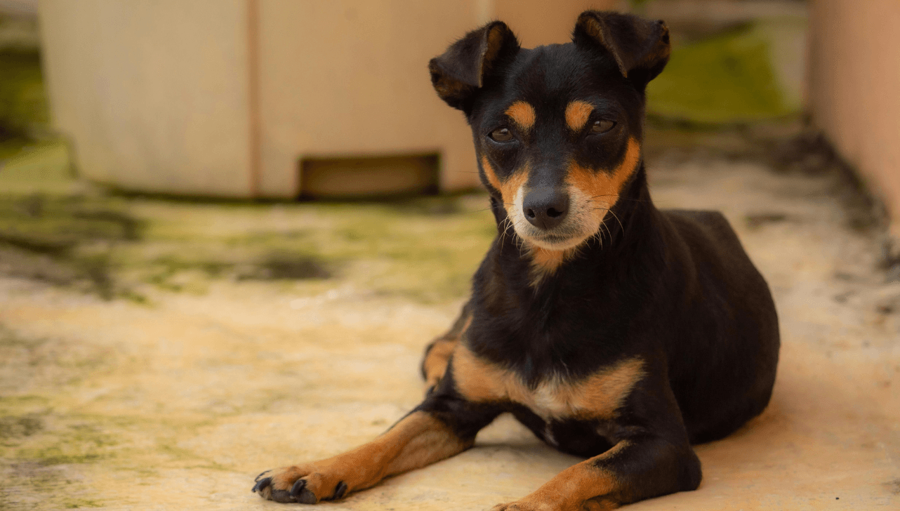 Salto abre inscrições para castração gratuita de cães e gatos