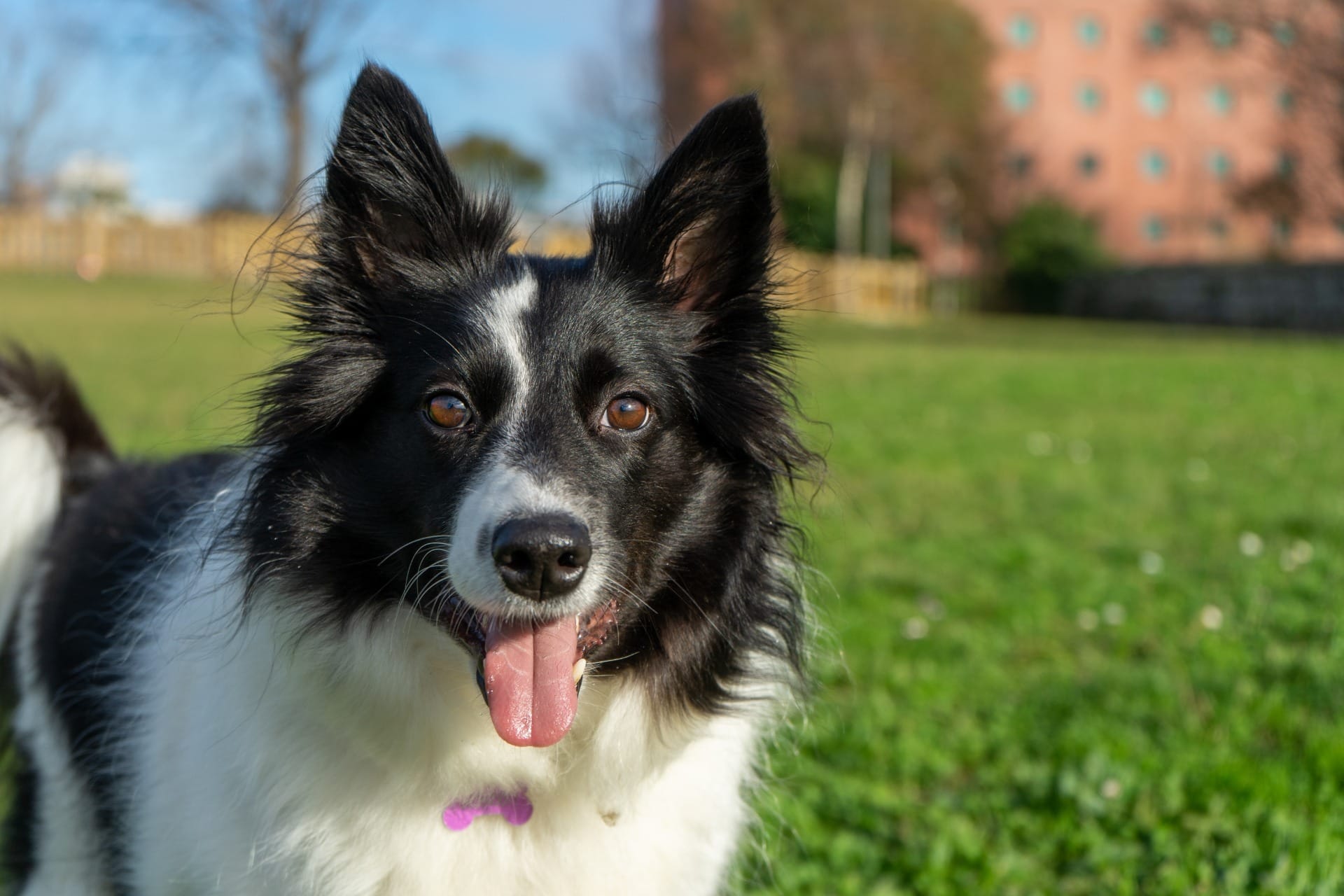 Border collie se torna aliado no pastoreio de rebanhos em fazendas