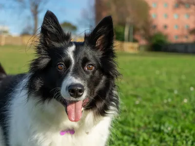 Border collie se torna aliado no pastoreio de rebanhos em fazendas