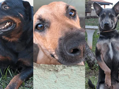 Limeira abre portas do Departamento de Bem-Estar Animal neste sábado (30)
