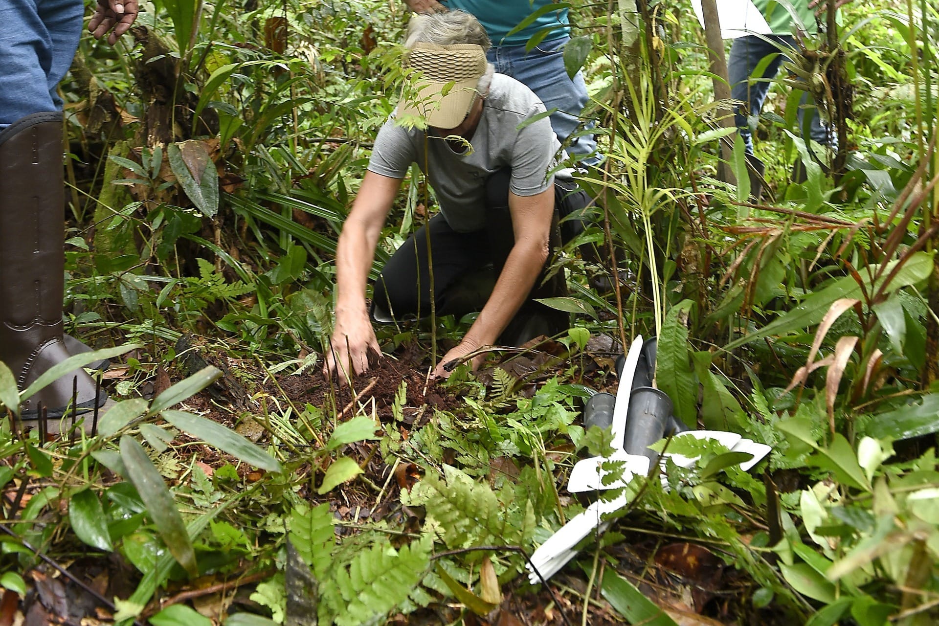 Paraná terá plantio de 5,4 mil mudas no Dia do Meio Ambiente