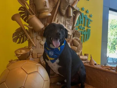 O "dono" da Granja: conheça PJ, o mascote oficial da Seleção Brasileira