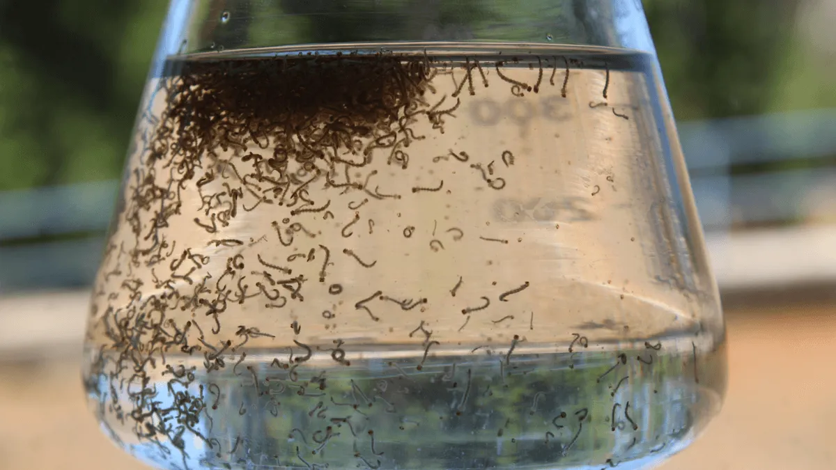 Prefeitura de Jacareí realiza vistorias em três mil imóveis no combate à dengue