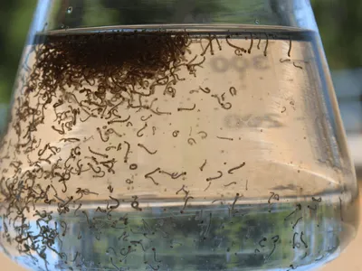 Combate à dengue avança e índice de infestação diminui em SJCampos