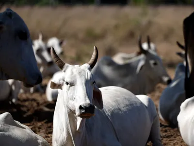 China reconhece Brasil como livre de febre aftosa após 20 anos