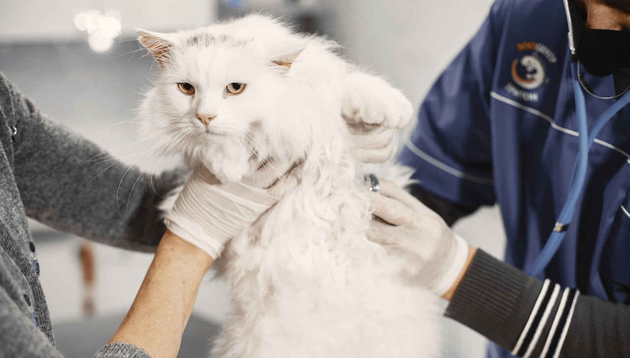 Votorantim abre inscrições para novo mutirão de castração de cães e gatos