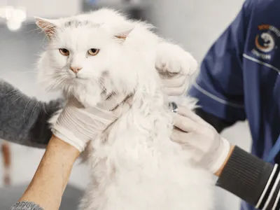 Votorantim abre inscrições para novo mutirão de castração de cães e gatos