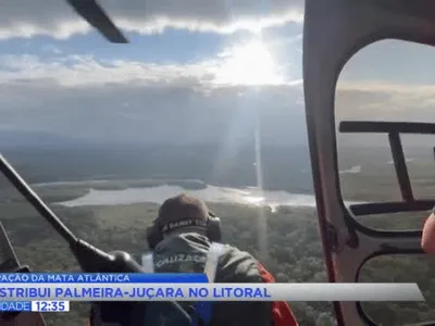IAT lança 700 mil sementes de palmeira-juçara no Litoral do Paraná