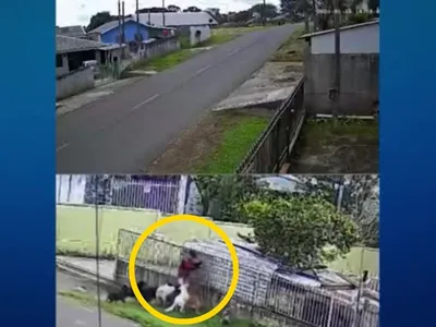 Criança é atacada por nove cães em Guarapuava, no Paraná