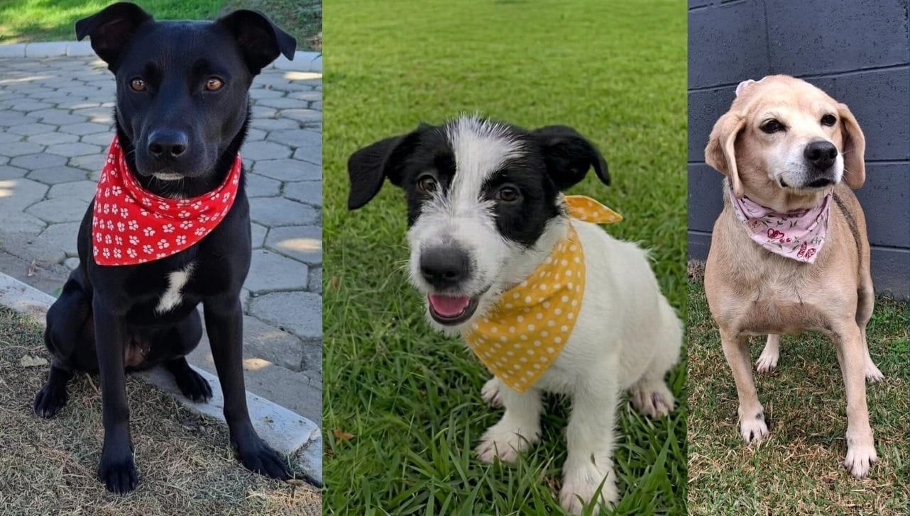 Evento de adoção de cães do Canil Municipal é neste sábado em Sorocaba