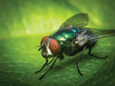 Praga mortal, mosca-da-bicheira ressurge nos EUA após 60 anos
