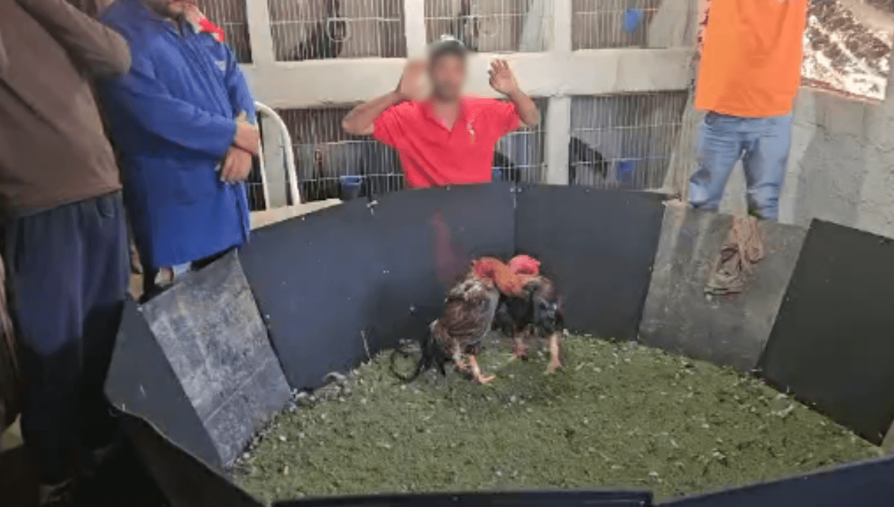 Mogi Mirim: grupo é preso após ser flagrado em rinha de galo na área rural