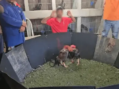 Mogi Mirim: grupo é preso após ser flagrado em rinha de galo na área rural
