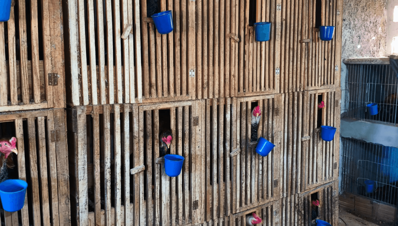Três aves estavam gravemente feridas - Créditos: Cláudio Felício