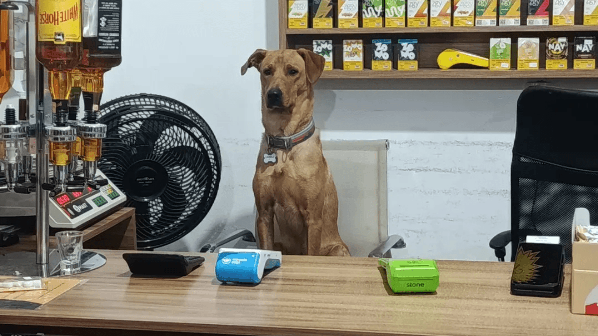 Cão caramelo vira "funcionário" em mercado e atrai seguidores nas redes