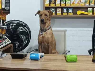 Cão caramelo vira "funcionário" em mercado e atrai seguidores nas redes