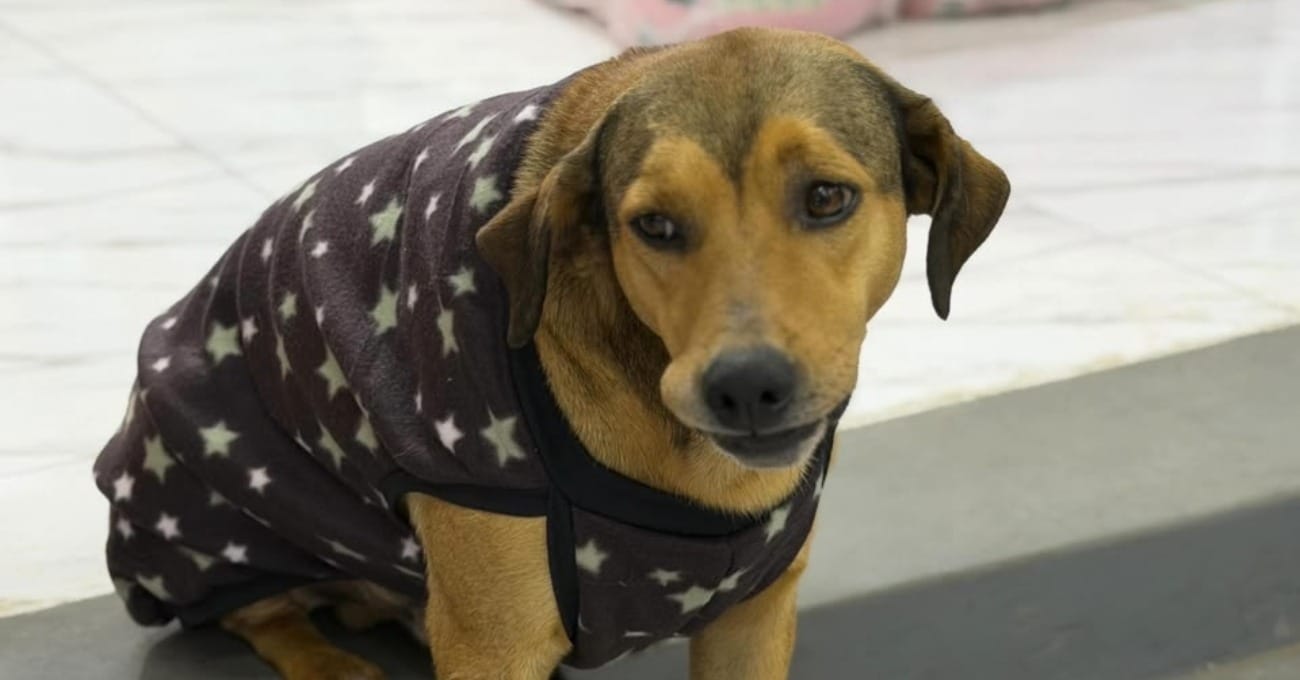 Cão viraliza ao ser dorminhoco de manhã e 'guardião' de loja à noite