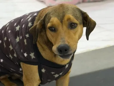 Cão viraliza ao ser dorminhoco de manhã e 'guardião' de loja à noite