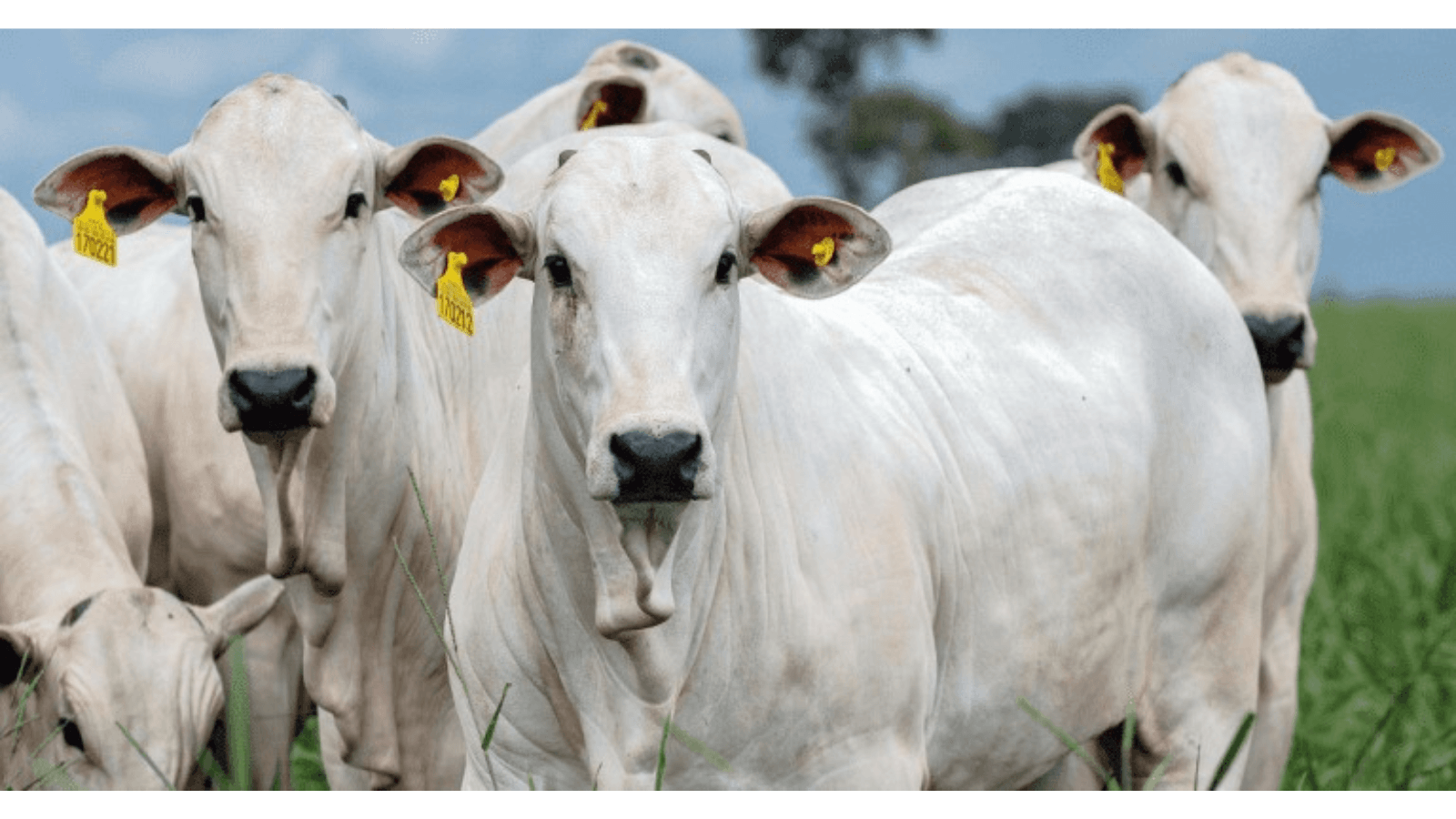 Produção de carnes atinge 34,4 milhões de toneladas em 2026, projeta Conab