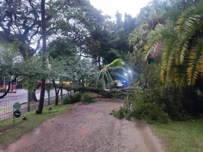 Forte chuva provoca queda de árvores e danos em São José dos Campos