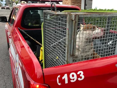 Bombeiros capturam cão de grande porte após ataque em Caraguatatuba