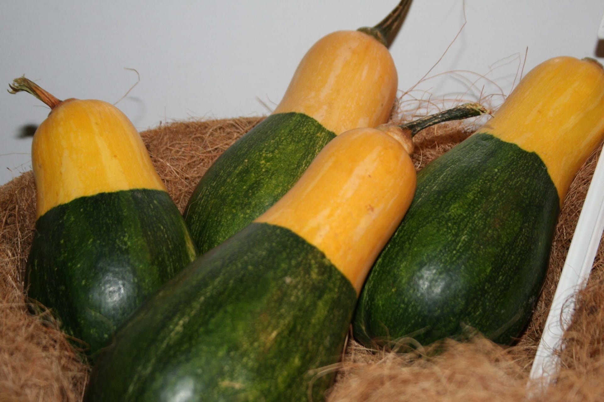 Abobrinha 'brasileirinha' com casca verde e amarela faz sucesso na roça